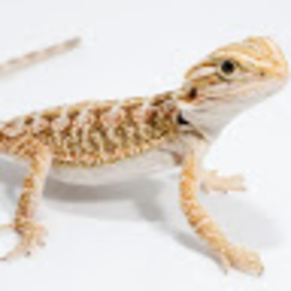 Meet your Posher, David - Picture 1 of 1